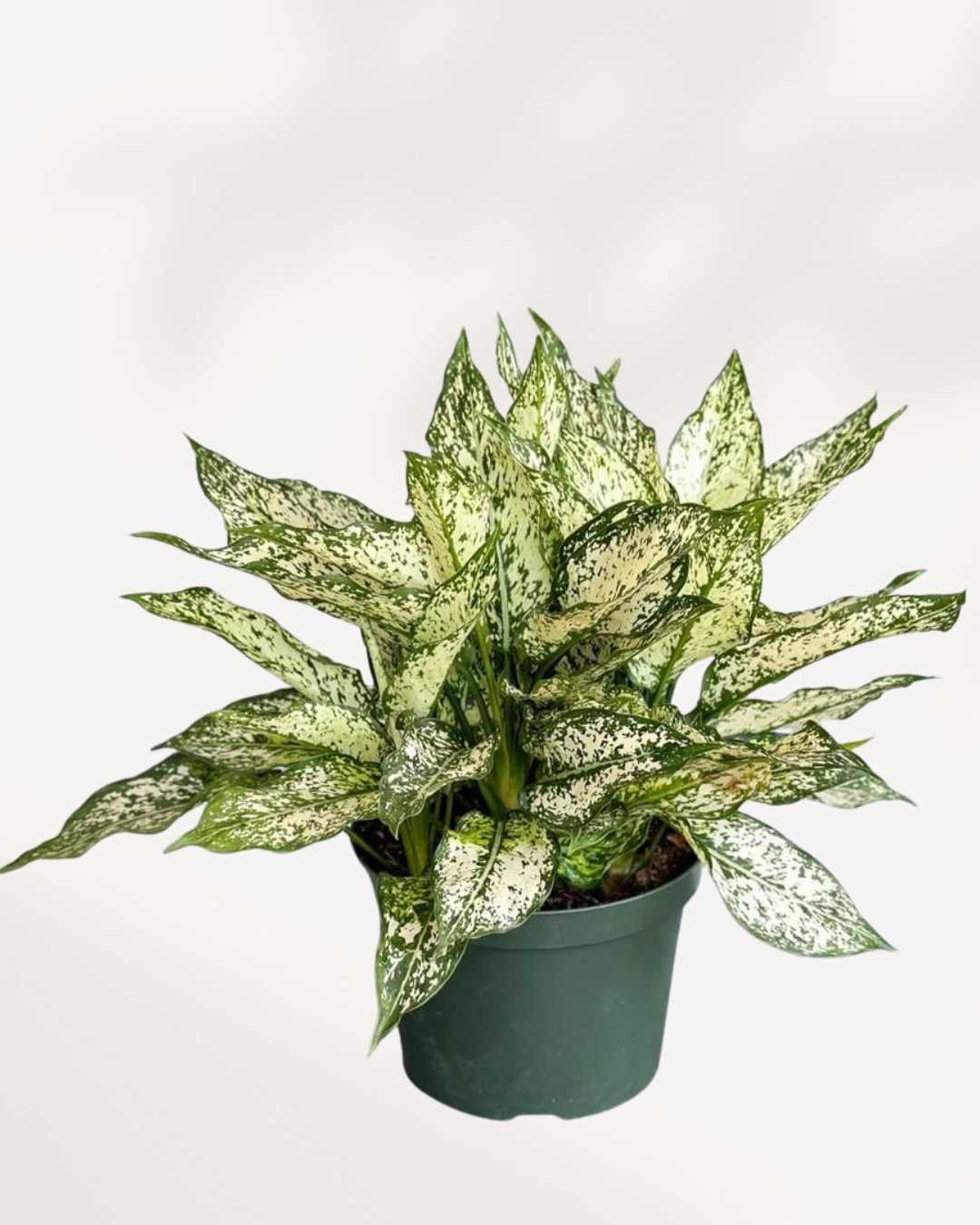 Chinese Evergreen Spring Snow