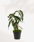 Alocasia Polly - Alocasia Amazonica