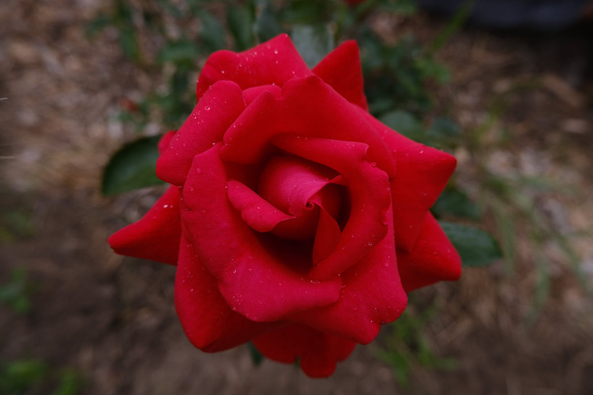 Rose & Reishi Serum
