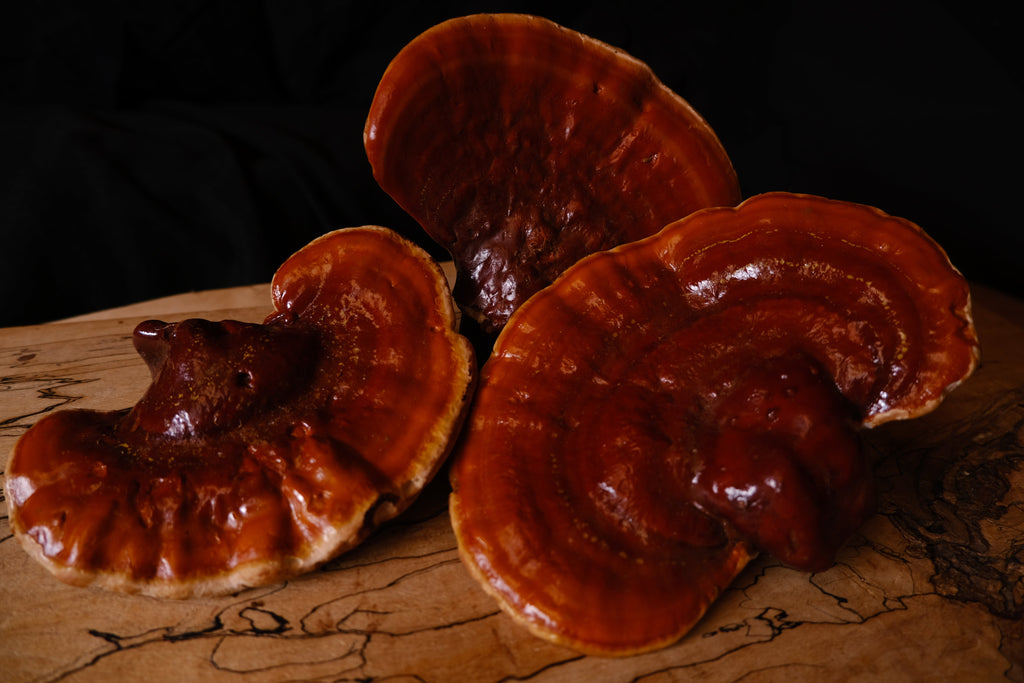 Rose & Reishi Serum
