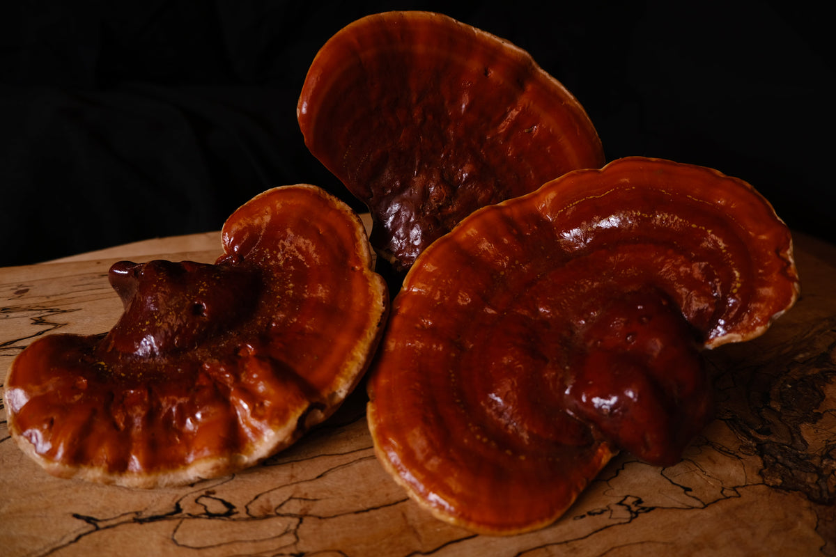 Rose & Reishi Serum