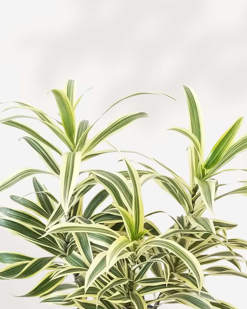 Dracaena Reflexa 'Song of India' Indoor Plant