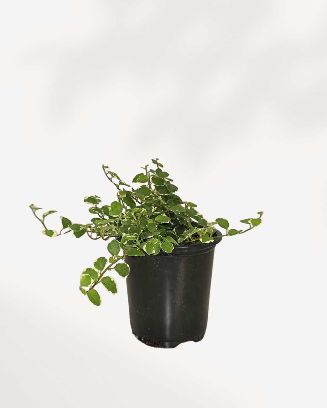 Ficus Repens