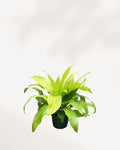 Dracaena Limelight