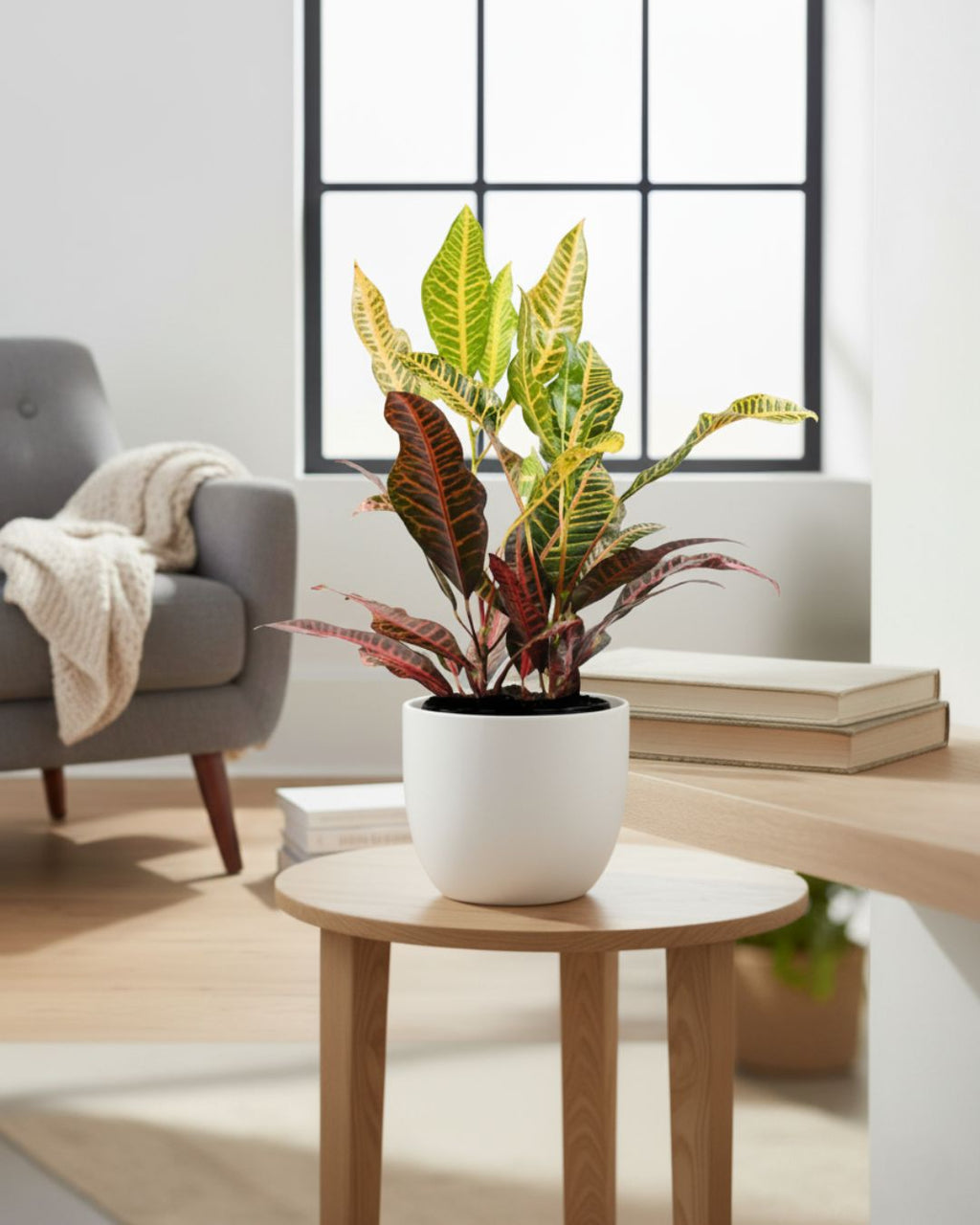 Croton Petra